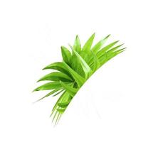 Green leaf of a palm tree isolated on a white background photo