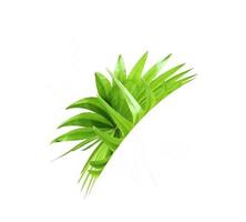 Green leaf of a palm tree isolated on a white background photo