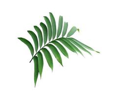 Green leaf of a palm tree isolated on a white background photo