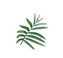 Green leaf of a palm tree isolated on a white background photo