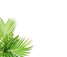 Hoja verde de una palmera aislado sobre un fondo blanco. foto