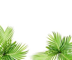 Green leaf of a palm tree isolated on a white background photo