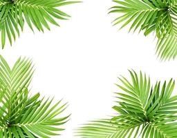 Green leaf of a palm tree isolated on a white background photo