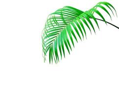 Green leaf of a palm tree isolated on a white background photo