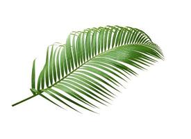 Green leaf of a palm tree isolated on a white background photo