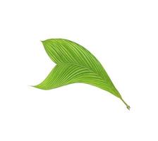 Green leaf of a palm tree isolated on a white background
