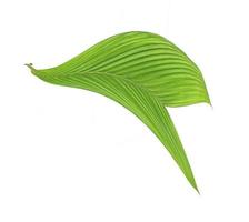 Hoja verde de una palmera aislado sobre un fondo blanco.