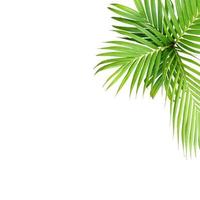 Green leaf of a palm tree isolated on a white background photo