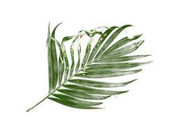 Palm leaf isolated on a white background photo