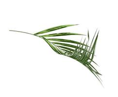 Palm leaf isolated on a white background