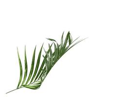 Palm leaf isolated on a white background photo