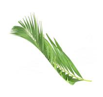 Palm leaf isolated on a white background photo