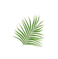 Hojas verdes de una palmera aislado sobre un fondo blanco. foto