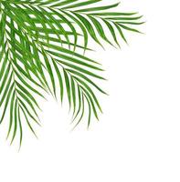 Hojas verdes de una palmera aislado sobre un fondo blanco. foto