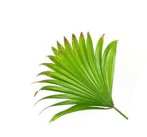 Green leaves of a palm tree isolated on a white background photo