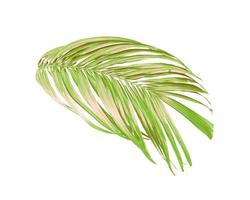 Green leaves of a palm tree isolated on a white background photo