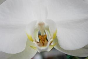 Cerca de flores de orquídeas foto