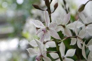 Cerca de flores de orquídeas foto