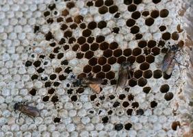 Close up of a bees nest photo