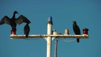 Cormorants on the Ship Pole video