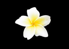 Flor de plumeria blanca y amarilla sobre fondo negro
