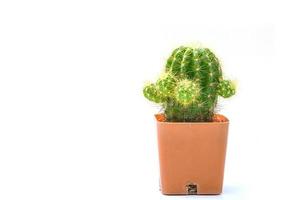 cactus aislado en un fondo blanco foto