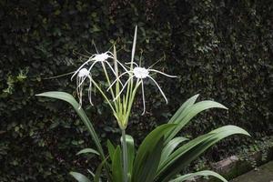 White Schnhutchen Hymenocallis latifolia flower in garden photo