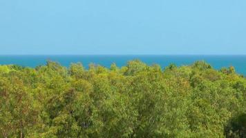 bosque y el mar video