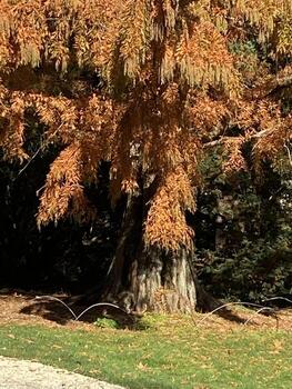 The rusty tree photo