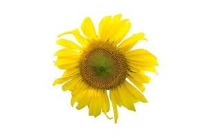 Sunflower on a white background photo