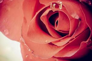 rosa con gotas de lluvia sobre ella foto