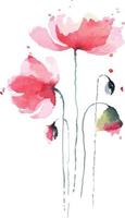 Illustration poppies watercolor 2