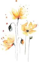 Illustration poppies watercolor 1