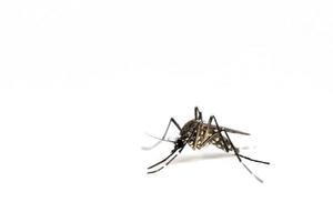 Cerca de un mosquito aislado sobre un fondo blanco. foto