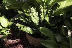 Variety of summer plants outside photo