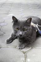 Gray cat on the concrete photo