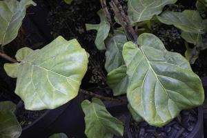 Fiddle leaf fig close up photo