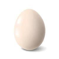 Big realistic white chicken egg with shadow on white background - Vector illustration