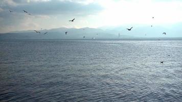 bandada de gaviotas volando sobre el mar en cámara lenta video