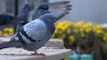 piccione su una superficie di marmo guardandosi intorno con piccioni che volano sullo sfondo video