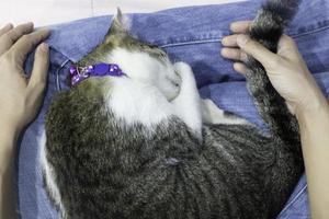 Cat sleeping on a lap photo