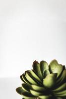 Green succulent plant photo