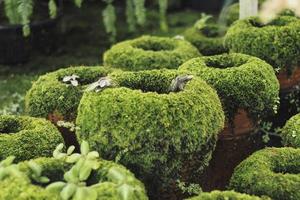 Moss-covered clay pots