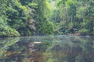 Tropical rainforest in Thailand photo