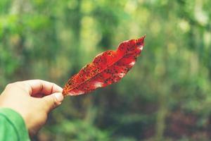 Red leaf in a hand photo