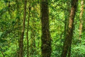 Scenic green forest photo