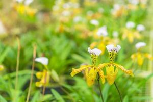 Group of orchids photo