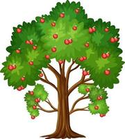 Apple tree isolated on white background vector