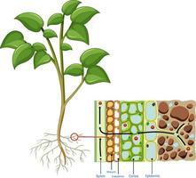 Diagram showing root cell of plant isolated on white background vector