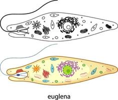 Euglena en color y doodle sobre fondo blanco. vector